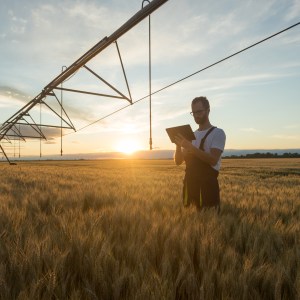 Young farmer or agronomist standing in wheat field beneath irrigation system and using a tablet